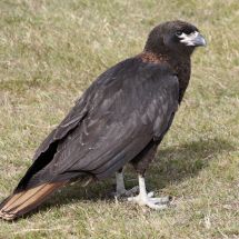 Straited Caracara