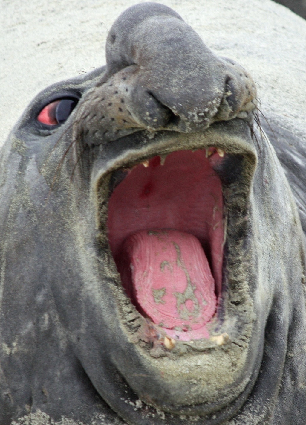 Elephant seal