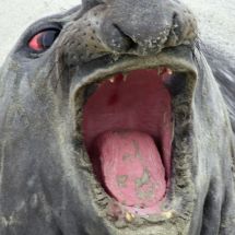 Elephant seal