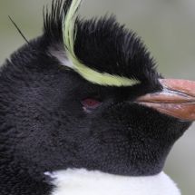 Rockhopper Penquin