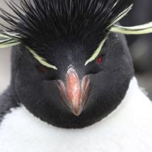 Rockhopper