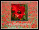 Remembrance