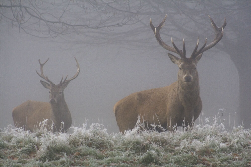 Stags in the Mist