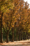 Autumn Trees