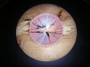 Abstract form : Spalted Beech : 12 inches diameter : Ref 205
