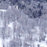 Change In Vegetation