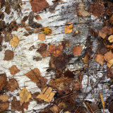 Felled