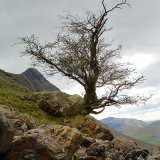 Hawthorn