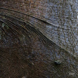 The Gentle Folds of Age