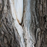 Trees 3