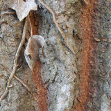 Trees 4