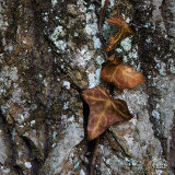 Trees 5