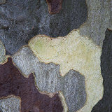 Trees 6