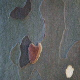 Trees 7