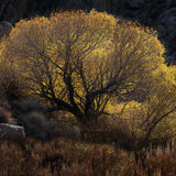 Draped in Gold