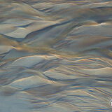 Yellow Blushed Filigree