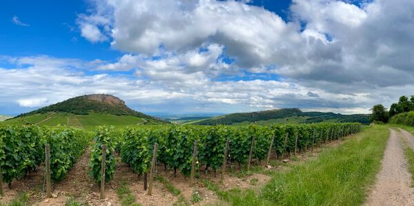 Vines
