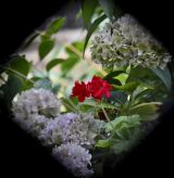 Paradore Guadalupe Flowers