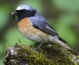 Redstart 1