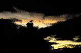 Seagul in Lyme Regis in a Wintery Dusk