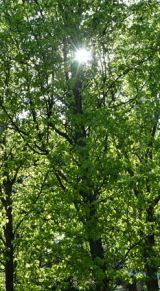 Spring sunlight through the trees