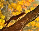 Red Squirrel in Autumn