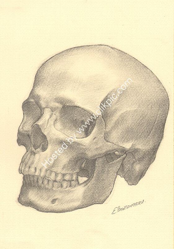 Human Skull