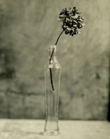 Last Wet Plate Workshop 2014
