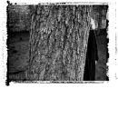 Model behind tree, Lincoln, UK