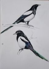 Magpies 1