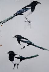 Magpies 2