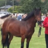 New 3yo Colt, to go for inspection in Autumn