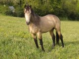Ballyard Samson, 3yo Colt