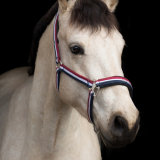 Ballyard Topy, 5yo 153cm gelding, competing in Germany