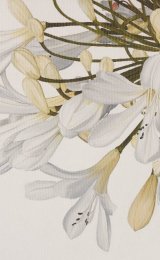 Lilly of the nile