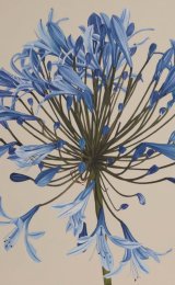 Agapanthus