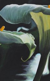 Arum lillies