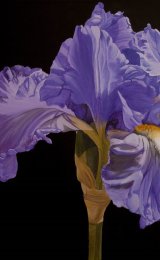 Bearded Iris
