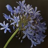 Blue Beauty