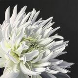 Bright White Dahlia