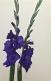 Elegant Gladioli