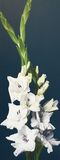 Dancing Gladioli