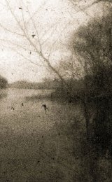 Distant reeds and minnoes