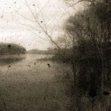 Distant reeds and minnoes