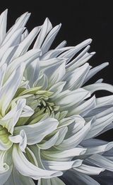 Bright white Dahlia