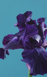 Little black Iris