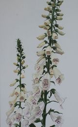 Pale Foxgloves