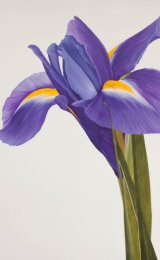 Single iris