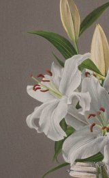 Lillies on grey