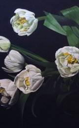 Tulips in shadows